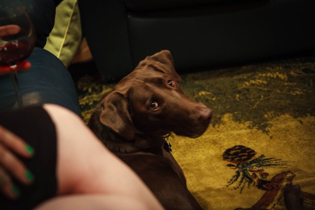 Sophia being a good dog